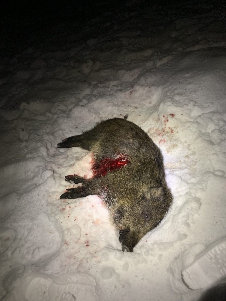 vildsvinejagt i sverige