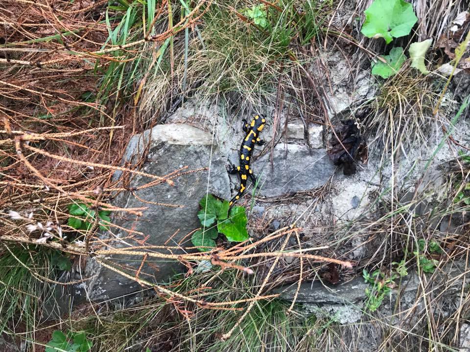 Hjortejagt i Karpaterne