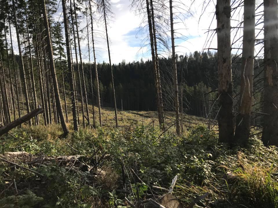 Hjortejagt i Karpaterne