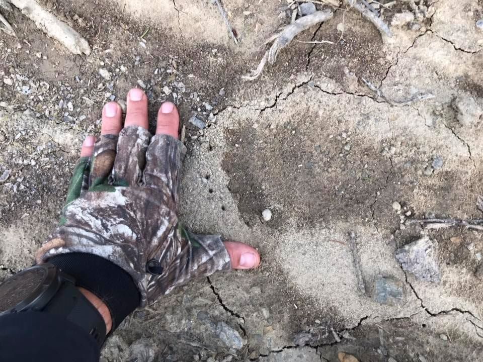 Hjortejagt i Karpaterne