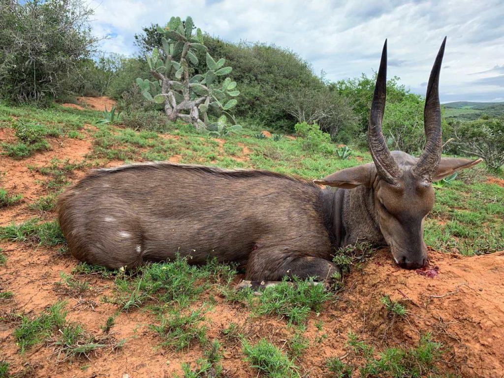 Bushbuckjagt i Eastern Cape