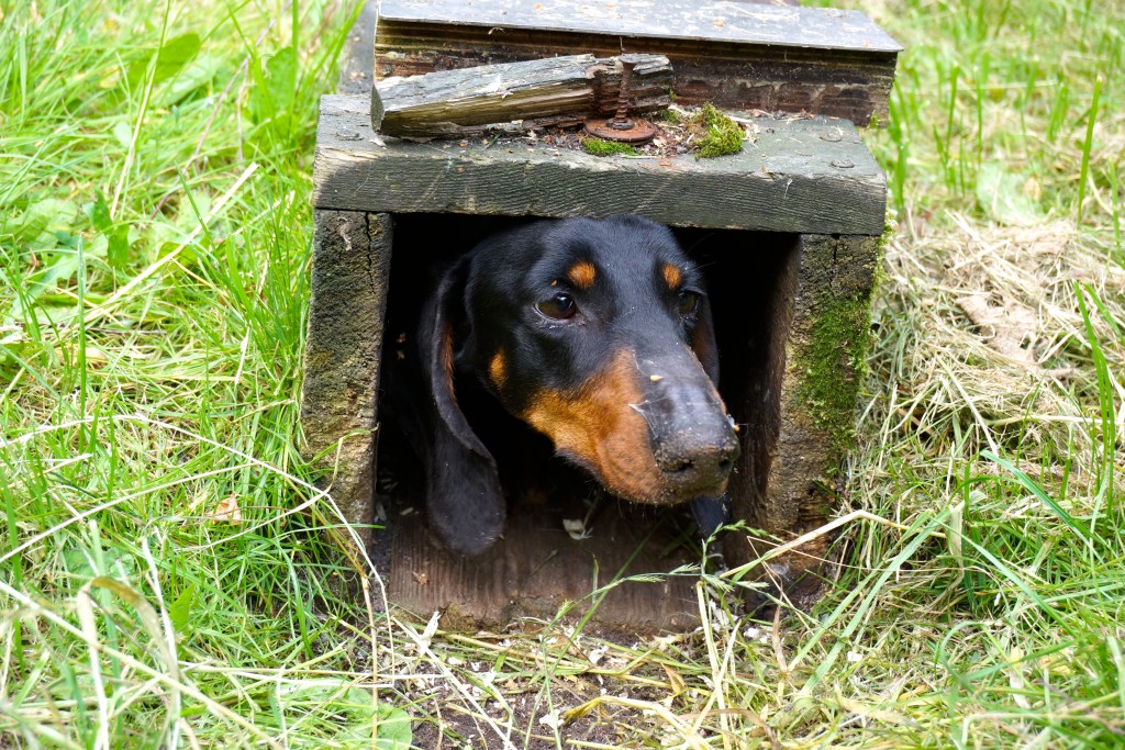 Gravhund i rævegrav