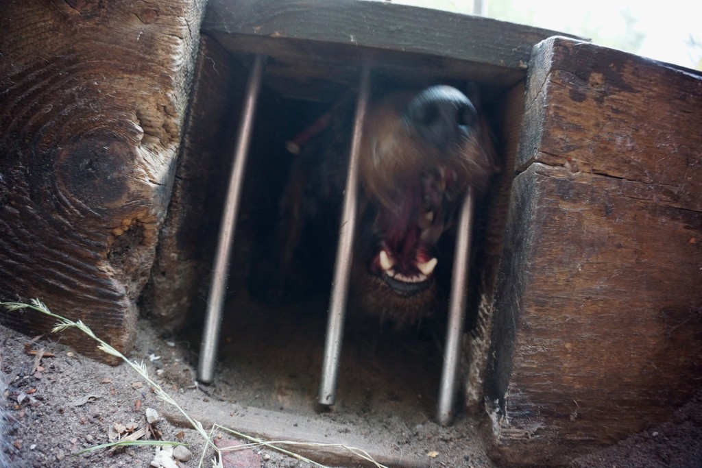 Gravhund i rævegrav