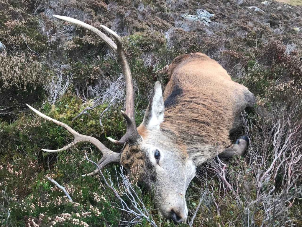 Hjortejagt i Skotland