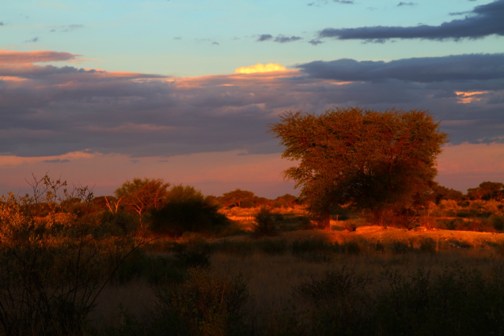 jagt i Namibia