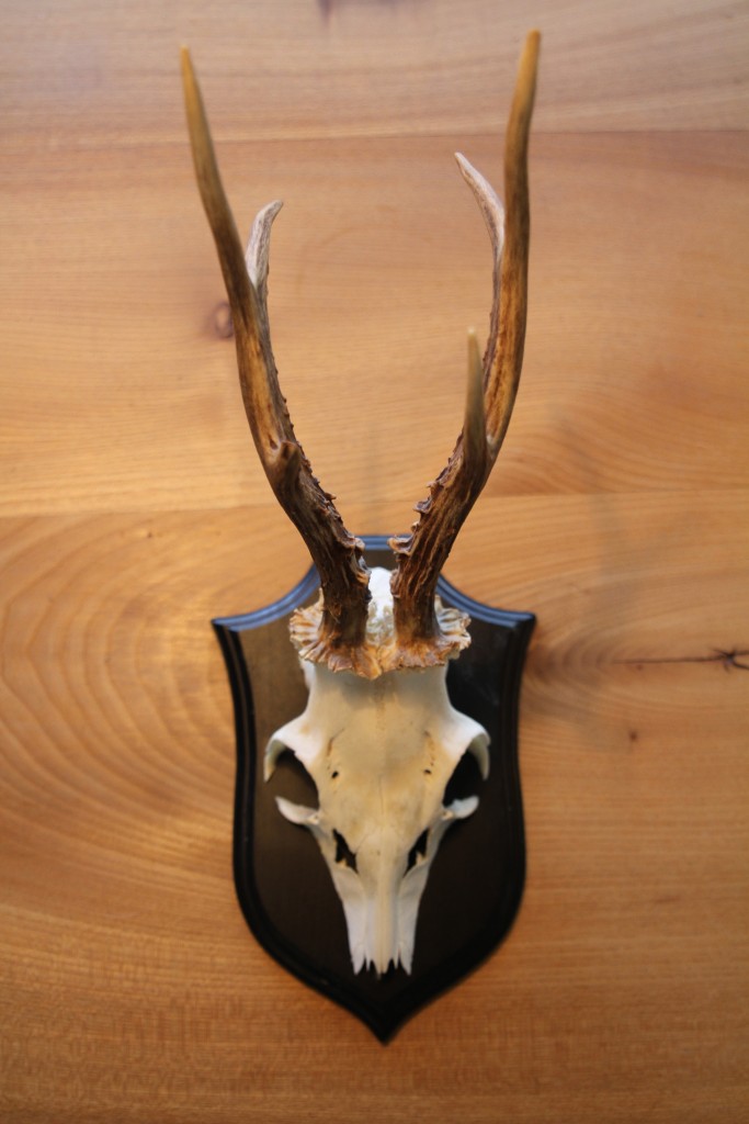 Bukketrofæ