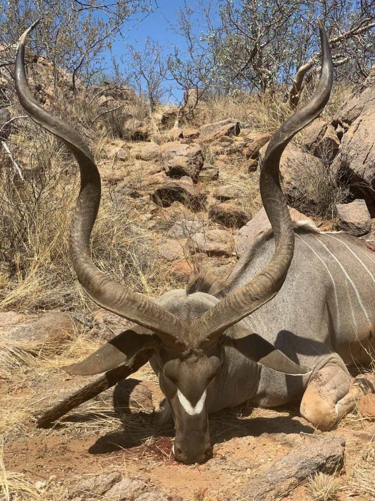 Kudujagt i Namibia